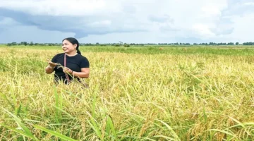 زراعة المرتفعات الوسطى.. أرز ST25 يظهر قدرة مذهلة على التكيف مع التربة الجبلية
